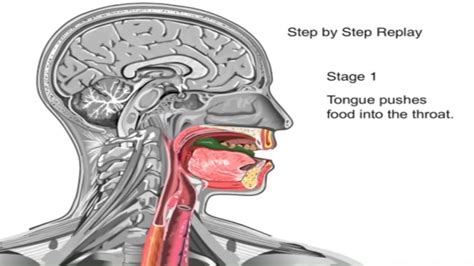 Swallowing sounds like a simple physiological human function, but it is a complex, multifaceted process involving a variety of muscles and nerves. . Deepthroat and swallowing
